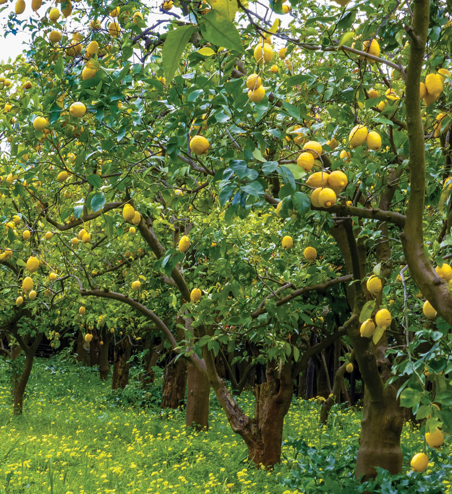 Space technology in horticulture development